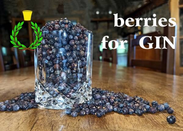 Bacche di ginepro per distillazione GIN di un blu intenso in un bicchiere di vetro trasparente da GIN